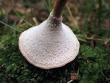 Polyporus leptocephalus image