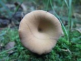 Polyporus leptocephalus image