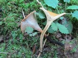 Polyporus leptocephalus image