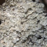 Aspicilia simoensis image