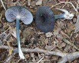 Entoloma velutinum image