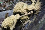 Scorias spongiosa image