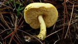 Boletus curtisii image