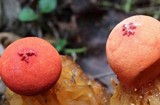 Calostoma cinnabarinum image