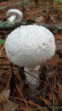 Amanita polypyramis image