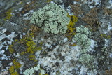Rhizoplaca melanophthalma image