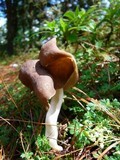 Helvella elastica image