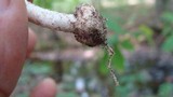 Agaricus silvicola image