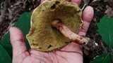 Boletus hortonii image