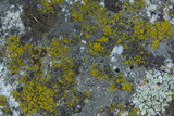 Candelariella rosulans image