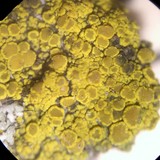 Candelariella rosulans image