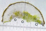 Candelariella rosulans image