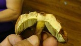 Boletus hortonii image
