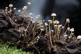 Strobilurus conigenoides image