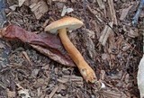 Gyroporus castaneus image