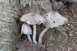 Coprinopsis insignis image