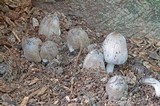 Coprinopsis insignis image