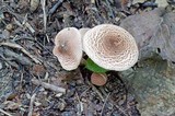 Lepiota helveola image