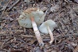 Lepiota helveola image