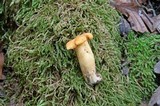 Cantharellus lateritius image
