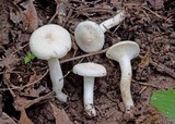 Hygrocybe virginea var. virginea image