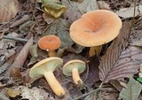 Lactarius hygrophoroides image