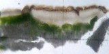 Acarospora obpallens image