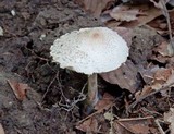 Cystolepiota fumosifolia image