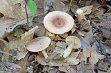 Lactarius quietus image