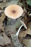 Leucoagaricus rubrotinctus image