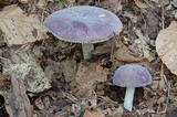 Russula mariae image