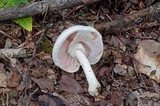 Agaricus leptocaulis image