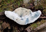Postia caesia image