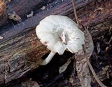 Chrysomphalina strombodes image