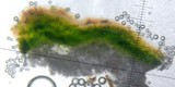 Acarospora obpallens image