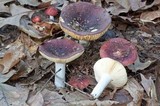 Russula vinacea image