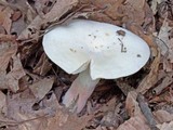 Russula flavisiccans image