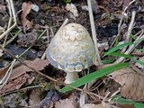 Coprinopsis variegata image