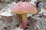 Boletus sensibilis image