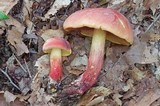 Boletus sensibilis image