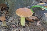 Boletus subglabripes image