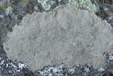 Aspicilia cuprea image