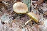 Boletus illudens image