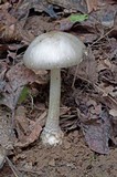 Amanita submaculata image