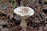Amanita subcokeri image