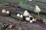 Mycena inclinata image