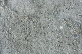 Aspicilia cuprea image
