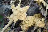 Scorias spongiosa image
