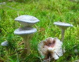 Cantharellula umbonata image