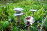 Cantharellula umbonata image